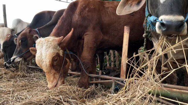 Cows feed on grass at livestock market in Tanah Abang. Cows will be sold for up coming Eid al-Adha celebrations in Jakarta.
