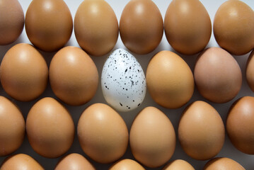 Not like others - Concept. Special one. White spotted chicken egg among many ordinary eggs