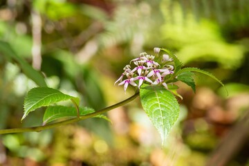 A blooming Clerodendrum wallichii plant in a Malaysian forest. The focus is on a cluster of tubular white flowers with purple accents, arching gracefully on a slender stem. 