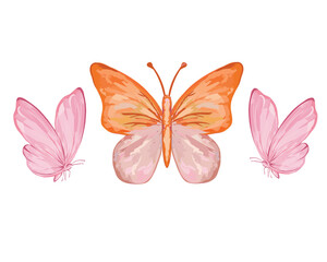 watercolor buterfly design and drawn	