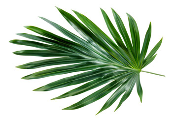 Obraz premium Tropical green palm leaf, isolated transparent background, summer nature plant