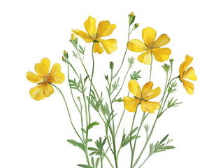 Naklejka premium Botanical Illustration of Yellow Wildflowers