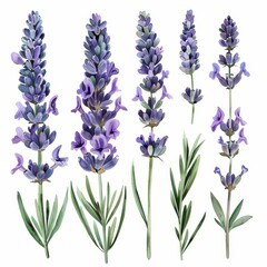 Obraz premium On an isolated white background, lavender flowers and blue leaves of eucalyptus are illustrated using clipart watercolor painting.