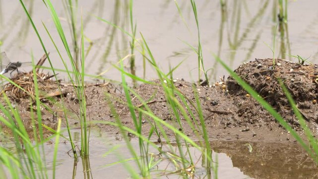 Tiny insects wriggling and jumping in the mud of rice paddies.