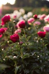 Pink peony flowers in the garden close up