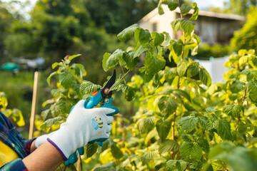 A gardener manually cuts a raspberry bush with a bypass pruner. Pruning of raspberry and blackberry...