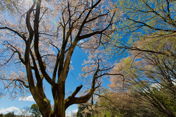 青空と山桜