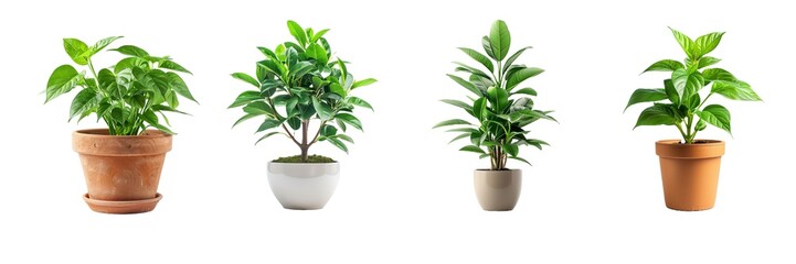 Fototapeta premium Collection of plant in pot isolated on transparent background. Generated Ai