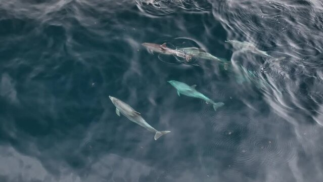 Manada de Delfines surcando el Atlantico
