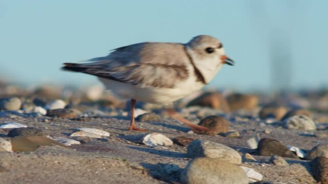 Piping Plover Walking on the Beach, Golden Hour