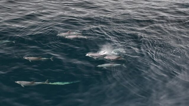 Manada de Delfines surcando el Atlantico