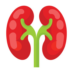 illustration of human kidneys on white