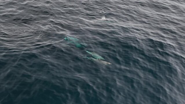 Manada de Delfines surcando el Atlantico