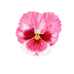 Naklejka premium Watercolor realistic botanical illustration of pansy flower. Spring red viola