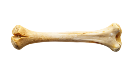 Single bone isolated on a white background