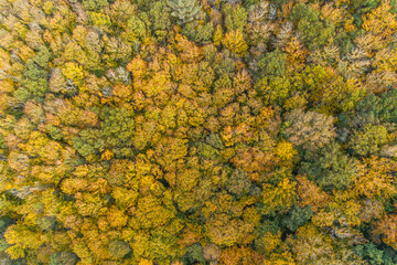 Aerial drone view of autumn foliage in deciduous forest in northern Spain