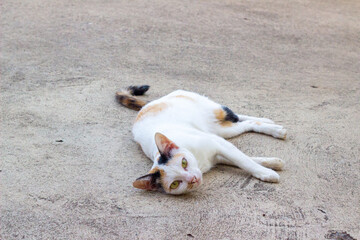 Thai Calico cat