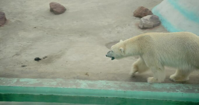A white Antarctic bear walks around its enclosure in captivity at the zoo. The bear is looking for a way out of its cage, growling and walking around the cage in displeasure. High quality 4k footage