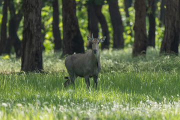 The Nilgai (Boselaphus tragocamelus), also known as the Blue bull, is the largest antelope in Asia...