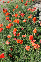 champ de coquelicots
