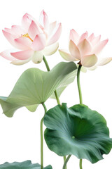 Pink Lotus Flowers with Green Leaves