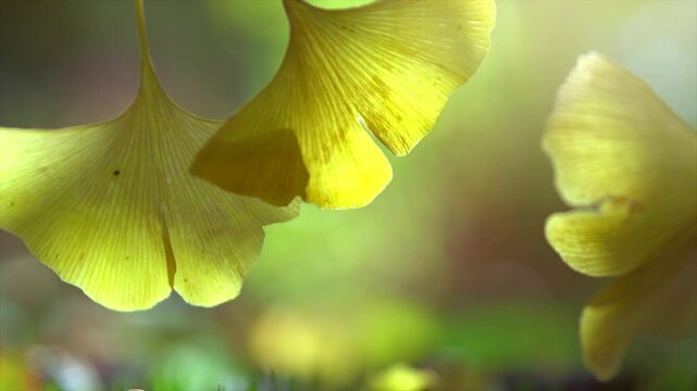 Ginkgo Biloba leaf in autumn garden. Gingko leaves in sun light. Herbal medicine. Herbs. Alternative medicine concept. Nature background. Slow motion