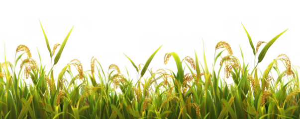 Field of Rice Plants with Golden Grain Heads