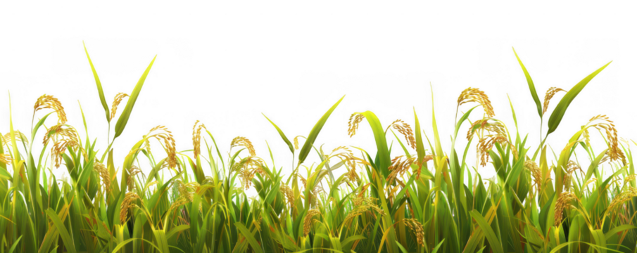 Field of Rice Plants with Golden Grain Heads