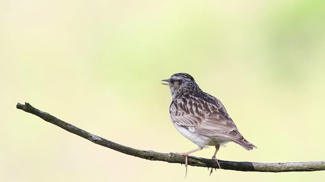 Woodlark, Lullula arborea. A bird sings sitting on a branch on a beautiful pastel background