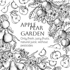Vector frame of a tree branch with blossoms and fruits. Apple and pear trees in engraving style	