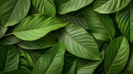 Vibrant green leaves filling the frame, nature background.