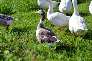 geese on the grass © Ashley
