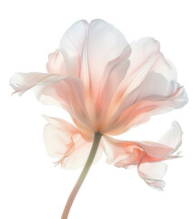 Obraz premium Delicate Pink Tulip with Semi-Transparent Petals