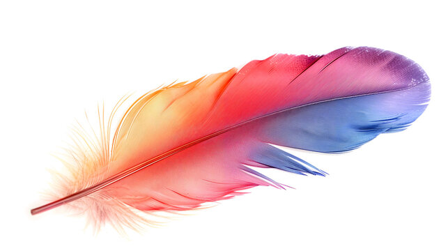 vibrant multicolored feathers isolated on white or transparent png