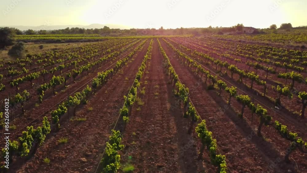 Sticker Green vineyards captured from the air. Wine production at sunset, observed by a drone.