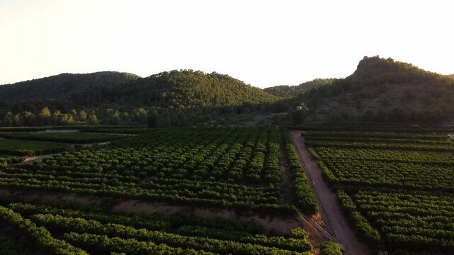 Agricultural landscape of orange trees seen from above with drone shots