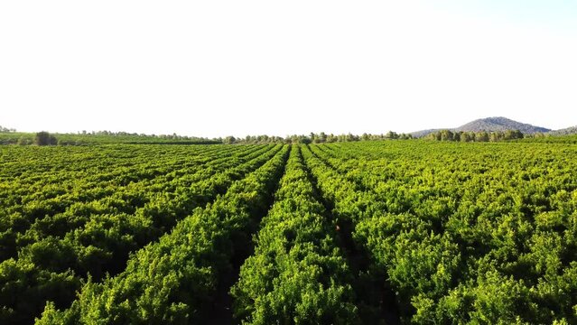 Orange trees at sunset seen from above with drone view