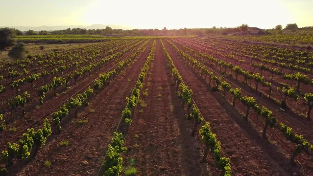 Green vineyards captured from the air. Wine production at sunset, observed by a drone.
