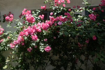 flowers in the garden