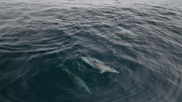 Manada de Delfines surcando el Atlantico