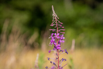 Flower of Rosebay Willowherb (Chamaenerion angustifolium), fireweed, french-willow, great willow-herb, rose-bay willowherb, willow herb. Fireweed plant with purple flowers.