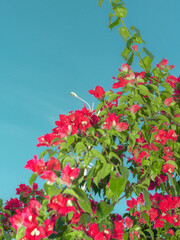 Vibrant Bougainvillea Blossoms Against a Clear