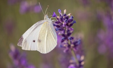 butterfly on lavender