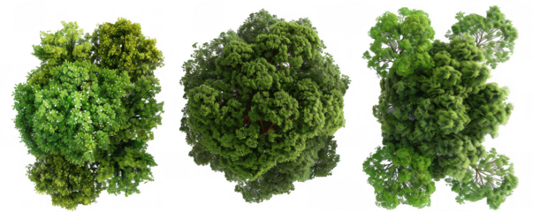 Top View of Three Different Lush Green Trees