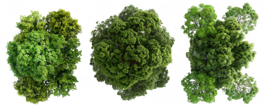 Top View of Three Different Lush Green Trees