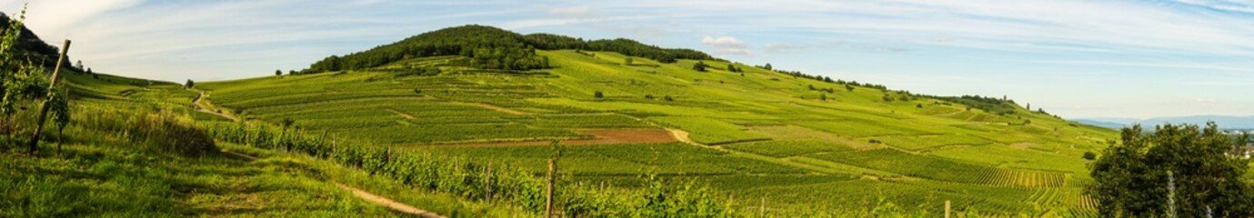 Viticulture alsacienne : le renouvellement parcellaire sur les coteaux du Mont de Sigolsheim, un patchwork vivant, Alsace, CeA, Grand Est, France