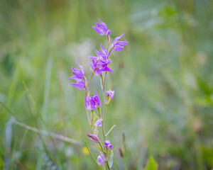 Obraz premium Orchid Red helleborine (Cephalanthera rubra) on green background. Closeup of a flowering red helleborine orchid.