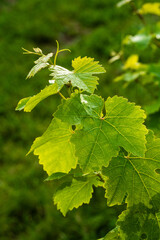 Transparence et vitalité : la magie des jeunes feuilles de vigne