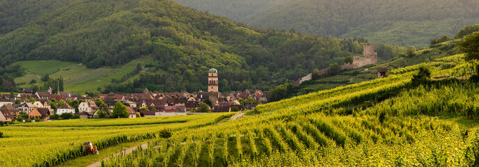 Panorama printanier : la renaissance du vignoble dans la vallée de Kaysersberg, Alsace, CeA, Grand Est, France