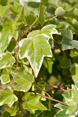 English Ivy Eva leaves